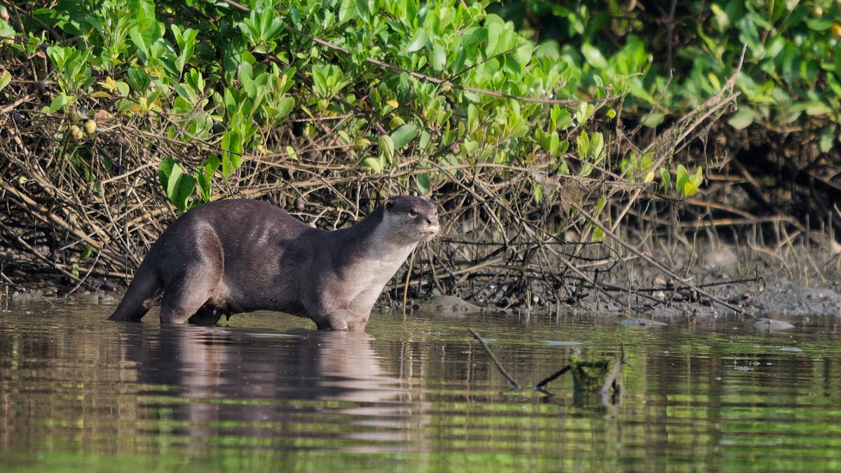 KFRI launches study on otters outside protected areas - The Hindu